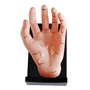Hand Model Illustrating Organs on the Points